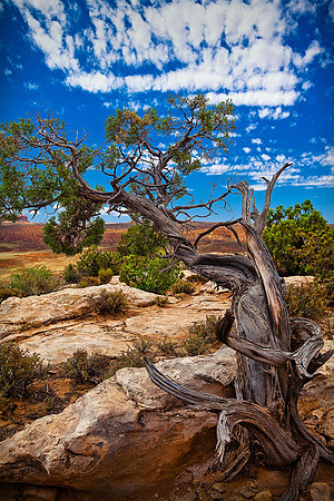 Lone tree
