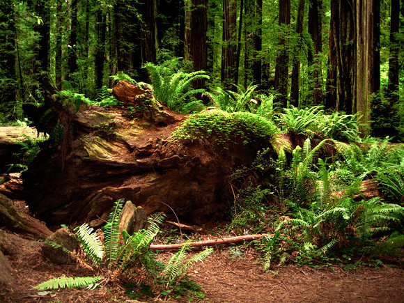 Redwoods