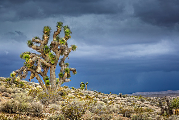 Mojave Desert